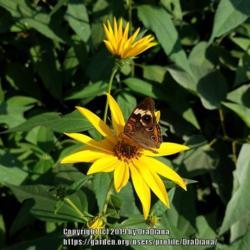 Location: Summersville, MO
Date: 2018-09-19
#pollination