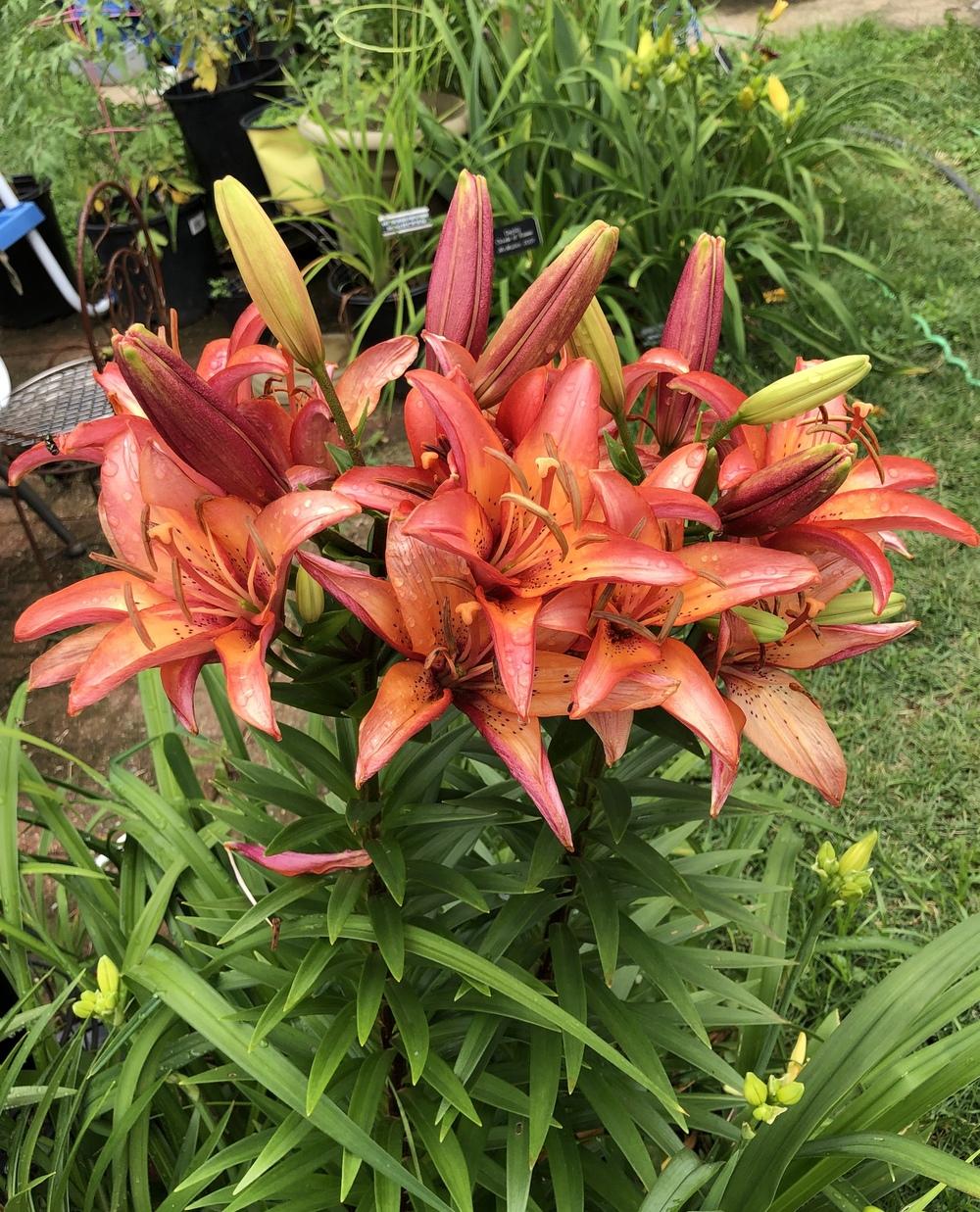 Photo of Lily (Lilium 'Royal Sunset') uploaded by Lilydaydreamer