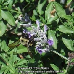 Location: My garden in Kentucky
Date: 2007-07-31
#pollination
