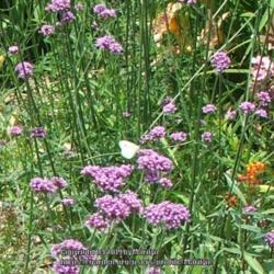 Location: My garden in Kentucky
Date: 2006-06-24
#pollination