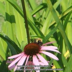 Location: My garden in Kentucky
Date: 2006-06-30
#pollination