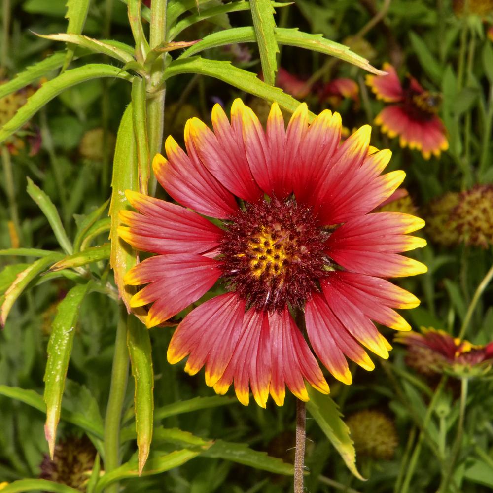 Photo of Blanket Flower (Gaillardia pulchella) uploaded by dawiz1753