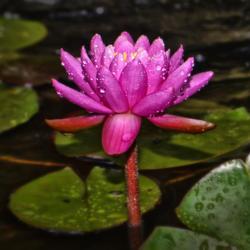 Location: Botanical Gardens of the State of Georgia...Athens, Ga
Date: 2019-06-19
Pink Perfection Water Lily 012