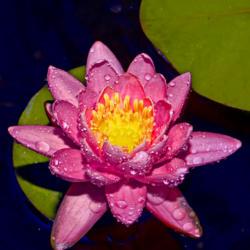 Location: Botanical Gardens of the State of Georgia...Athens, Ga
Date: 2019-06-19
Pink Perfection Water Lily 013