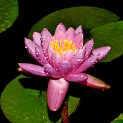 Location: Botanical Gardens of the State of Georgia...Athens, Ga
Date: 2019-06-19
Pink Perfection  Water Lily 011