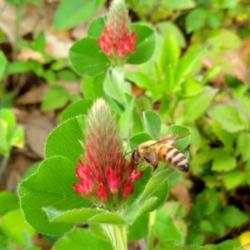 Location: Vacant lot MS Gulf Coast
Date: 2019-03-30
#pollination