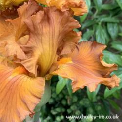 Location: Sussex, UK
Date: late May 2019
A stunning iris - rich and luscious.
