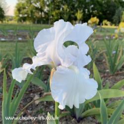Location: Sussex, UK
Date: late May 2019
Evening shadows on a beautiful iris.