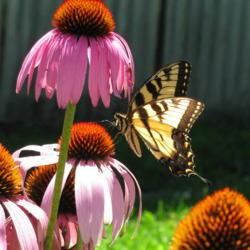 Location: central Illinois
Date: 2008-07-12
#pollination