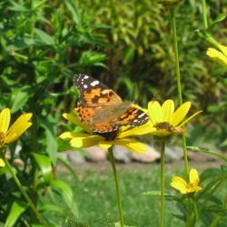 Location: central Illinois
Date: 2008-08-25
#pollination