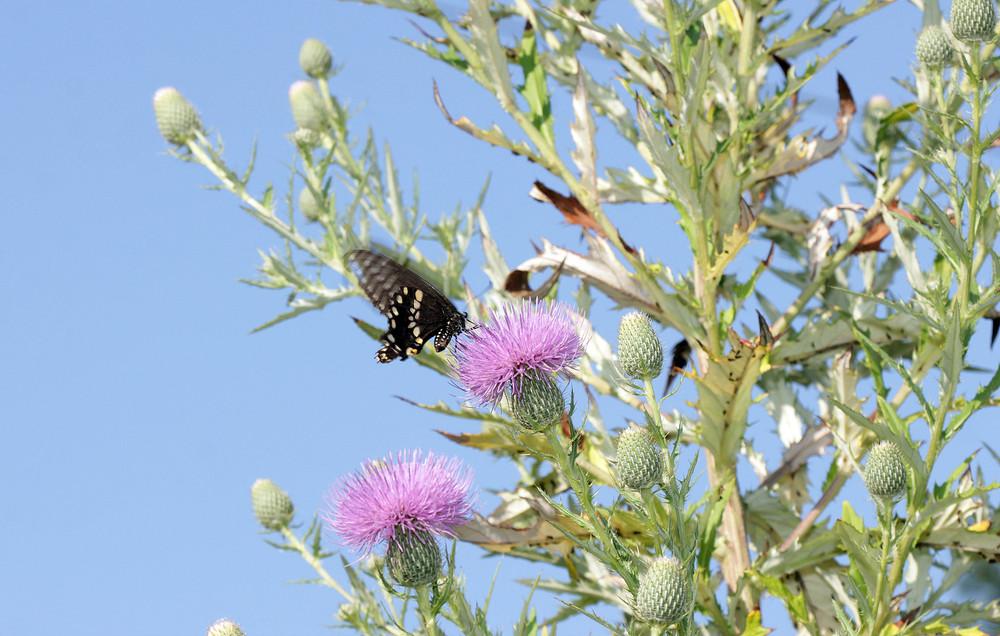 Photo of Thistle (Cirsium) uploaded by luvsgrtdanes