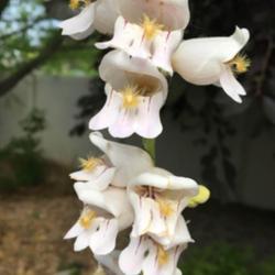 Location: South Jordan, Utah, United States
Date: 2019-06-20
This plant has significantly lighter flowers than usual.