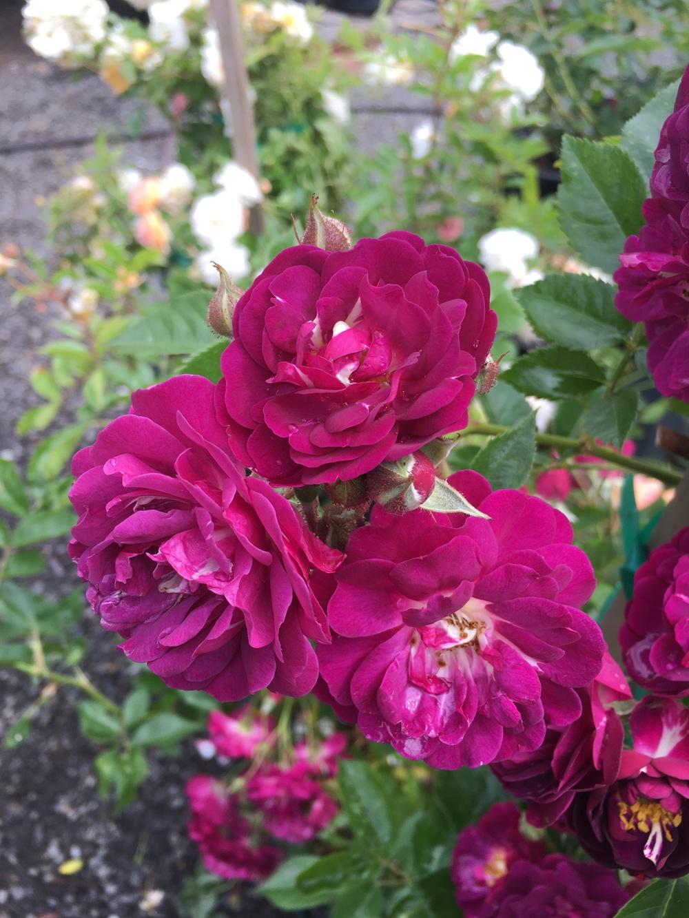 Photo of Rambling Rose (Rosa 'Bleu Magenta') uploaded by Calif_Sue
