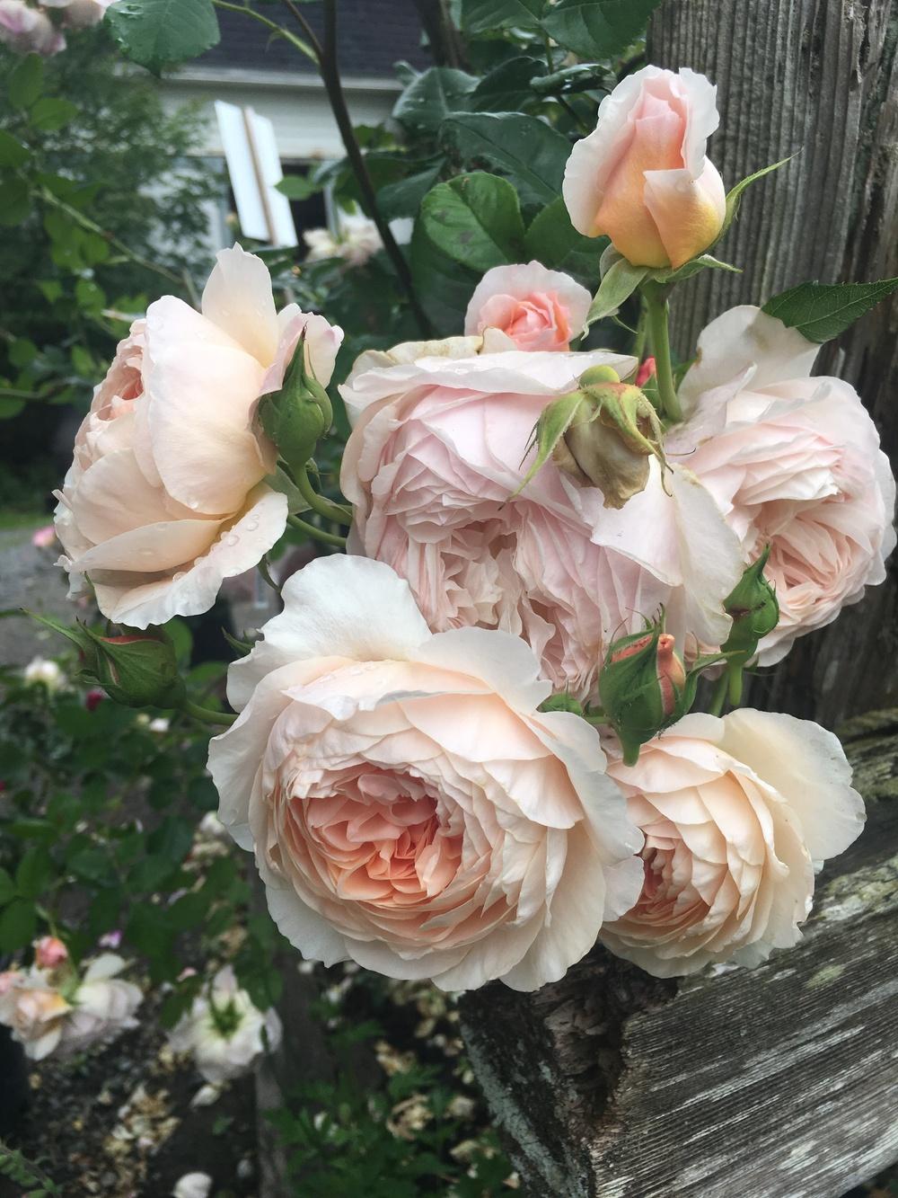Photo of English Shrub Rose (Rosa 'William Morris') uploaded by Calif_Sue