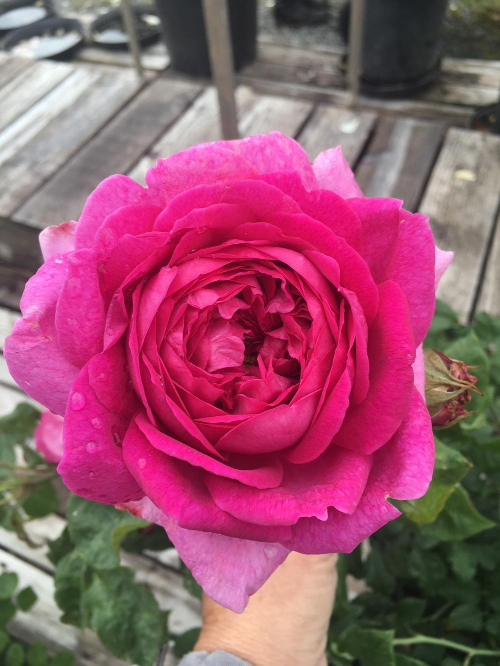 Photo of Rose (Rosa 'Young Lycidas') uploaded by Calif_Sue