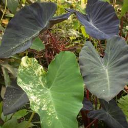Location: My greenhouse, Florida
Date: 4000-06-21
seen here with Colocasia Yellow Splash