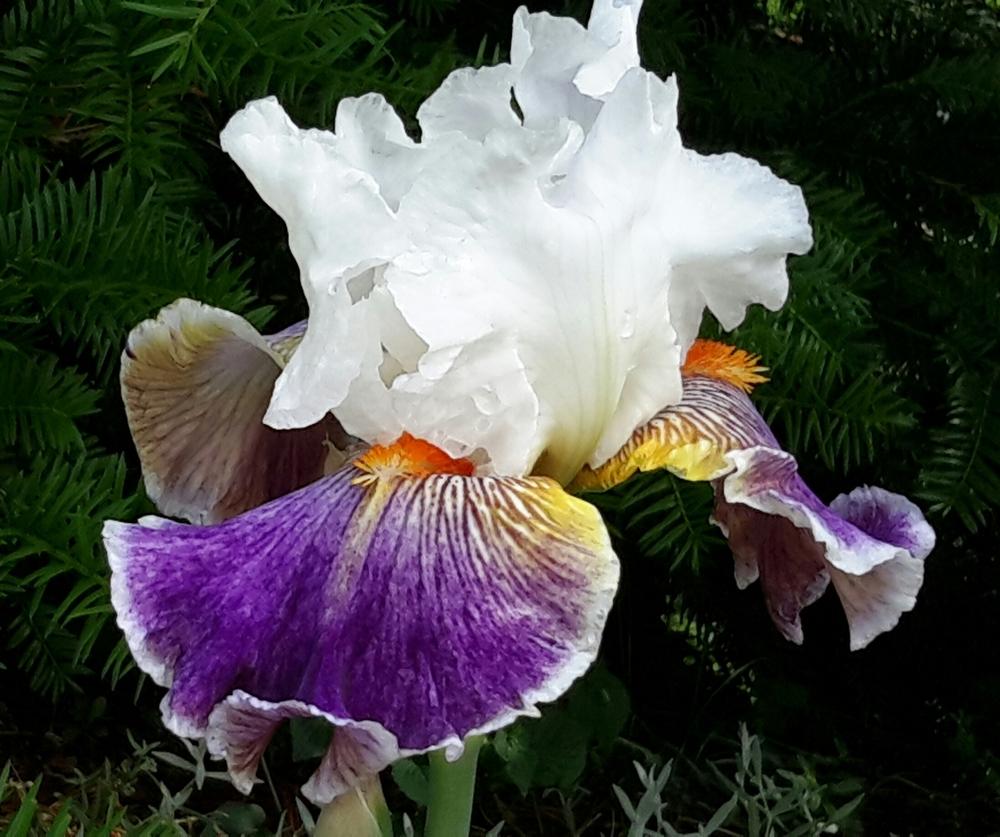Photo of Tall Bearded Iris (Iris 'Mardi Gras Ball') uploaded by Hajue