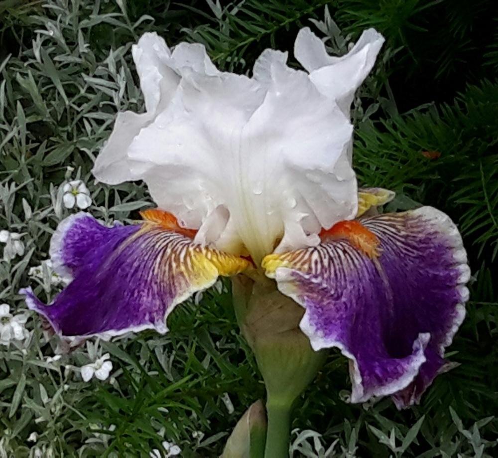 Photo of Tall Bearded Iris (Iris 'Mardi Gras Ball') uploaded by Hajue
