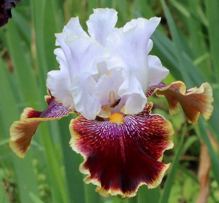 Photo of Tall Bearded Iris (Iris 'Carousel of Dreams') uploaded by MShadow