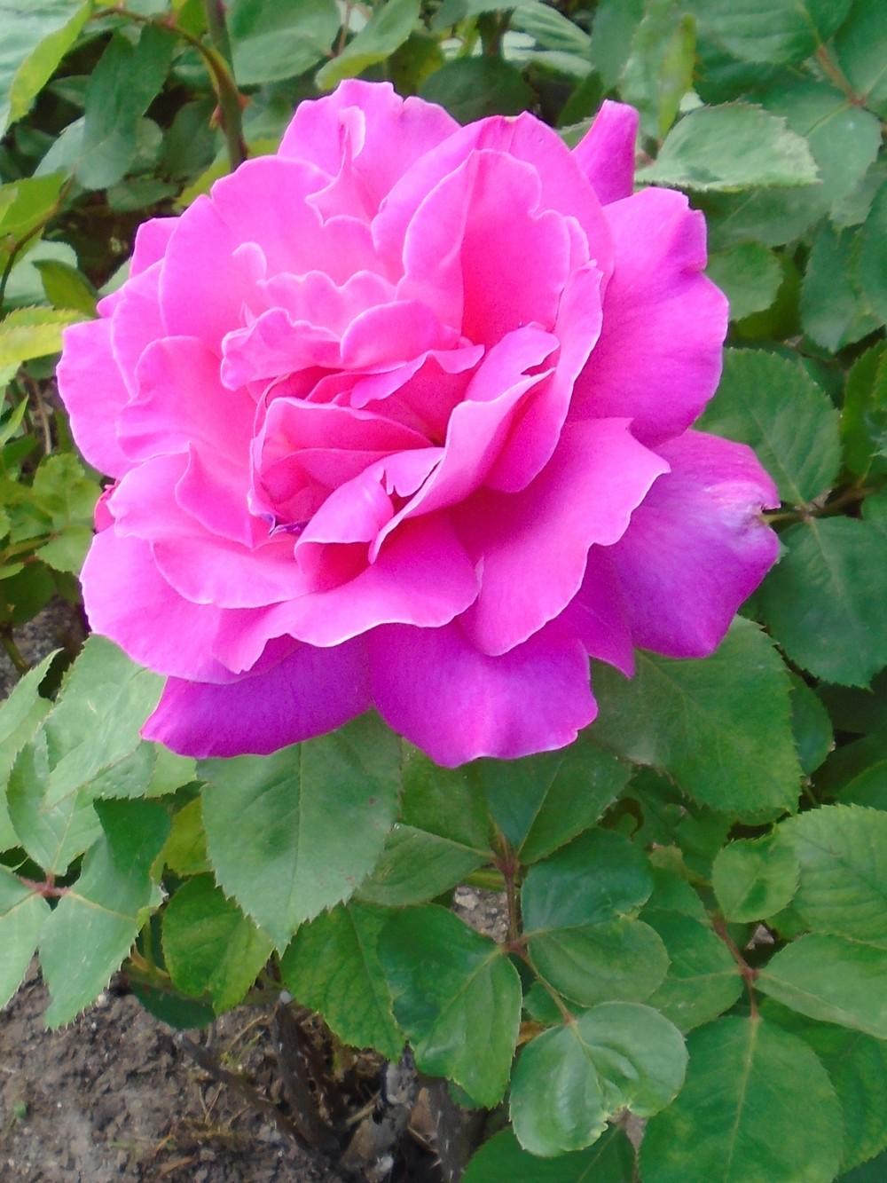 Photo of Rose (Rosa 'Pink Peace') uploaded by Paul2032