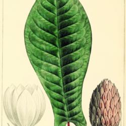 
Date: c. 1865
illustration by Bessa from Michaux's 'The North American Sylva', 