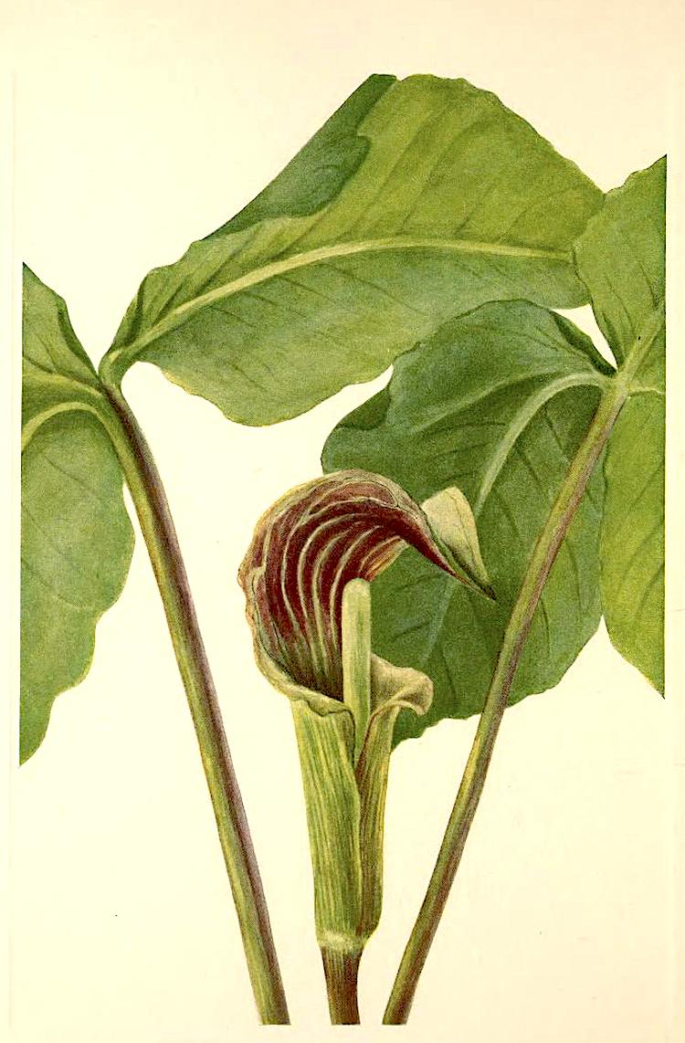Photo of Jack in the Pulpit (Arisaema triphyllum) uploaded by scvirginia