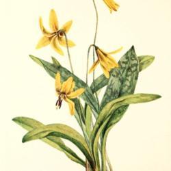 
Date: c. 1925
illustration from Walcott's 'North American Wild Flowers', 1925