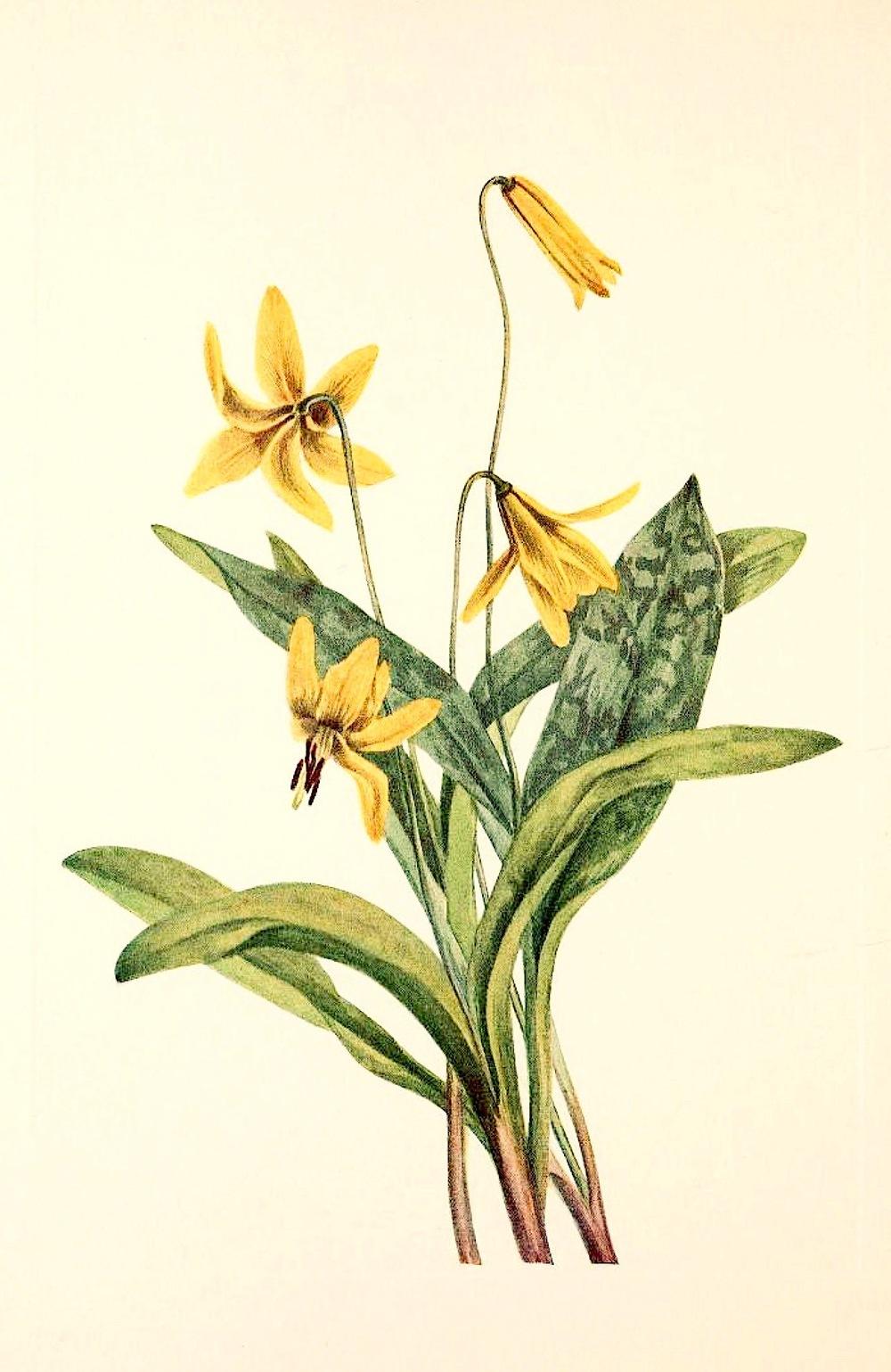 Photo of Trout Lily (Erythronium americanum) uploaded by scvirginia