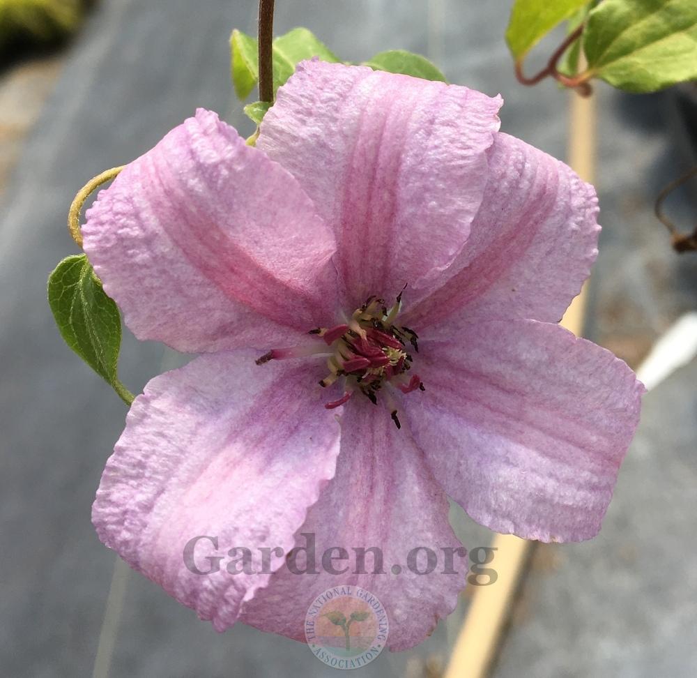 Photo of Clematis 'Pink Fantasy' uploaded by BlueOddish