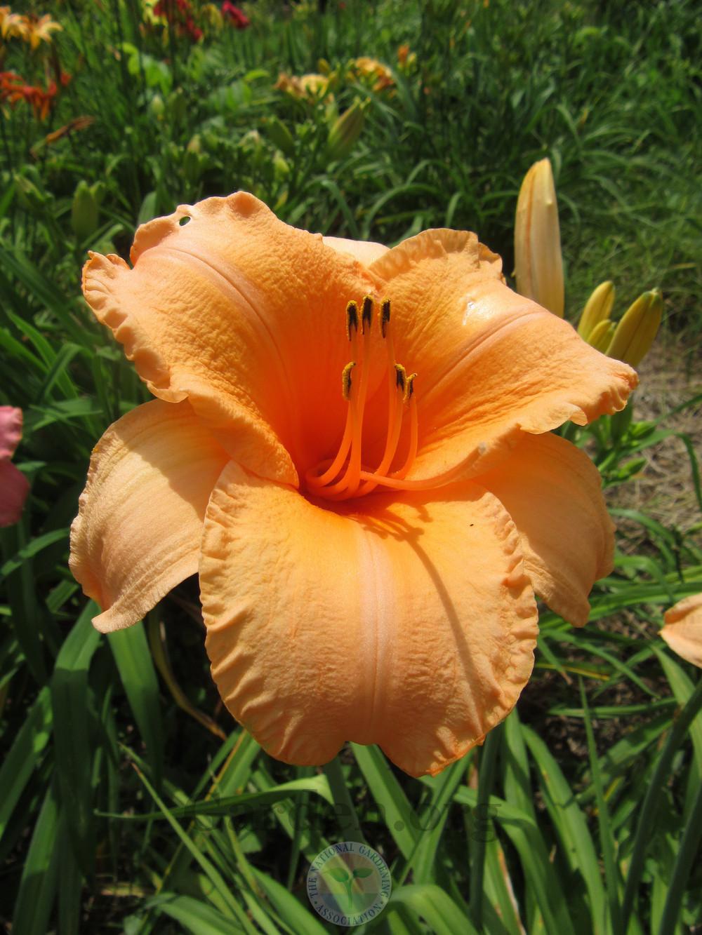 Photo of Daylily (Hemerocallis 'Flames of Fortune') uploaded by Frillylily