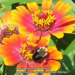 Location: My garden in Kentucky
Date: 2007-08-12
#pollination