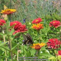 Location: My garden in Kentucky
Date: 2007-08-29
#pollination