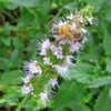 Honey Bee & Spearmint bloom #pollination