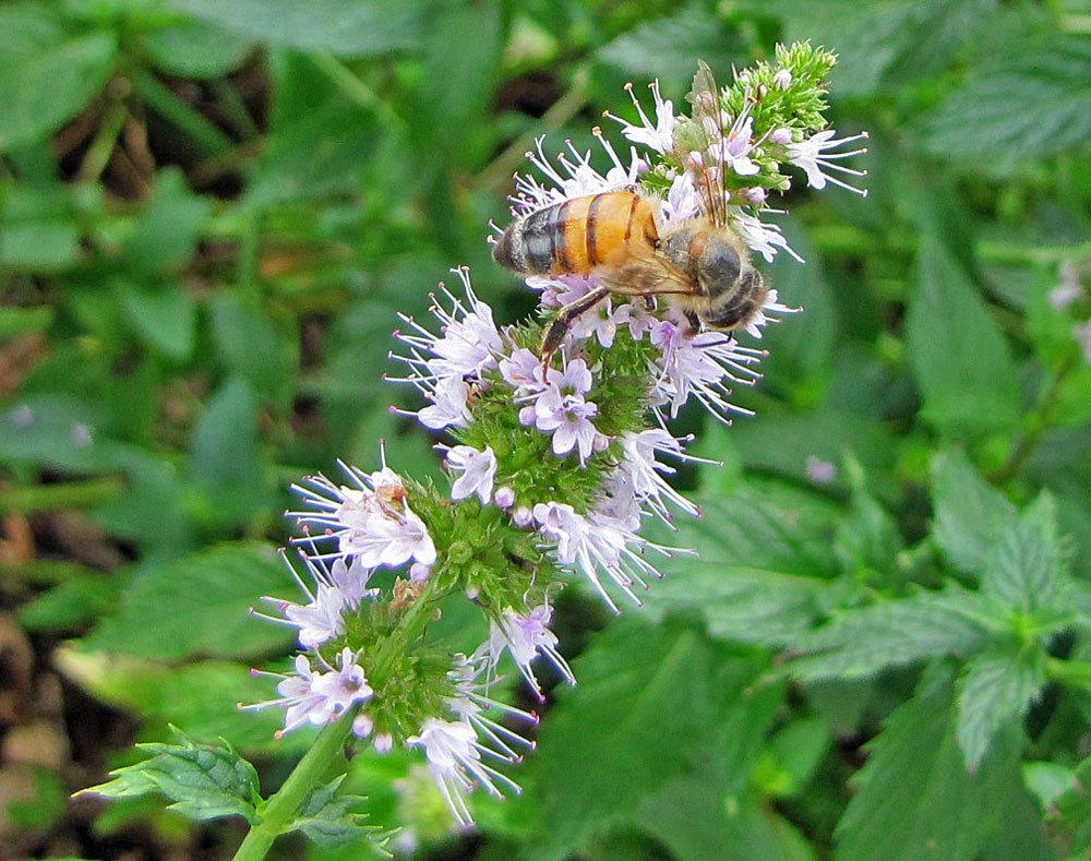 Photo of Spearmint (Mentha spicata) uploaded by TBGDN