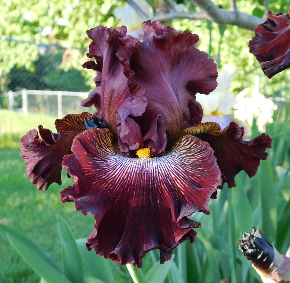 Photo of Tall Bearded Iris (Iris 'Dare Me') uploaded by bramedog