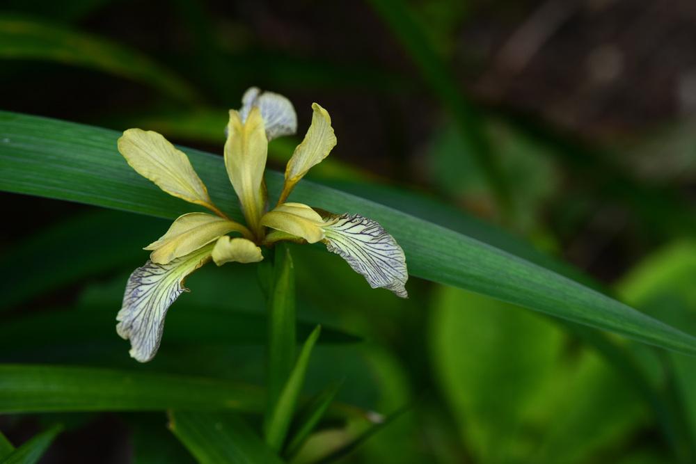 Photo of Species Iris (Iris foetidissima) uploaded by cliftoncat