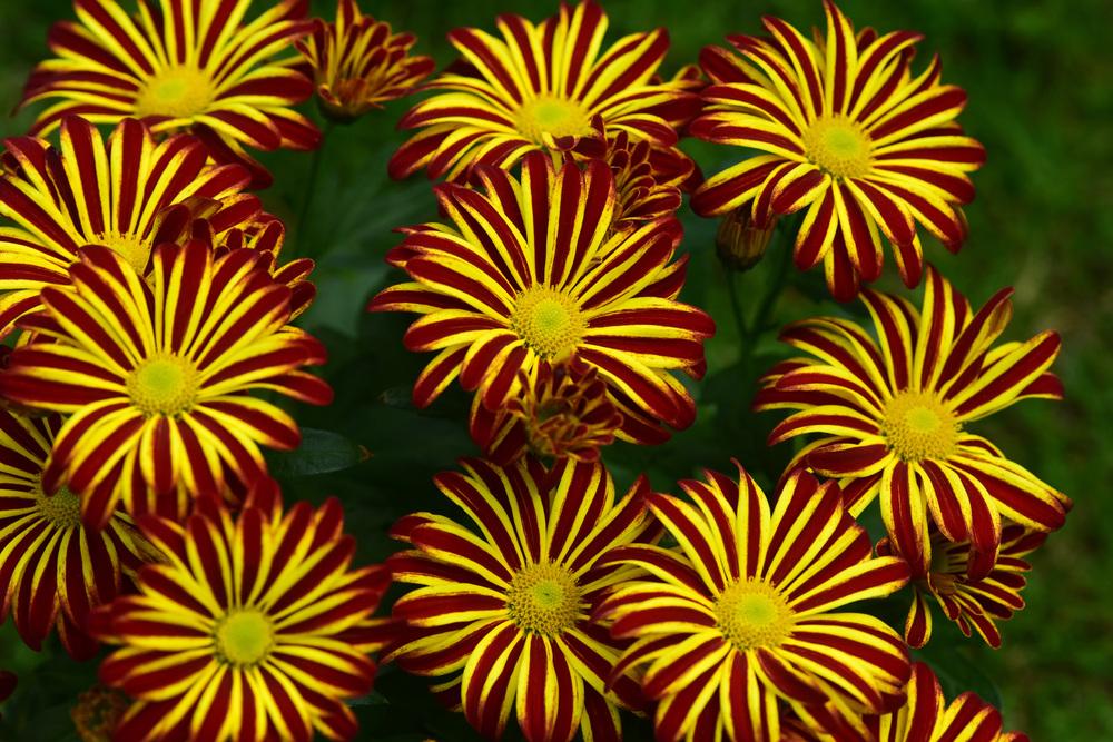 Photo of Chrysanthemum uploaded by cliftoncat