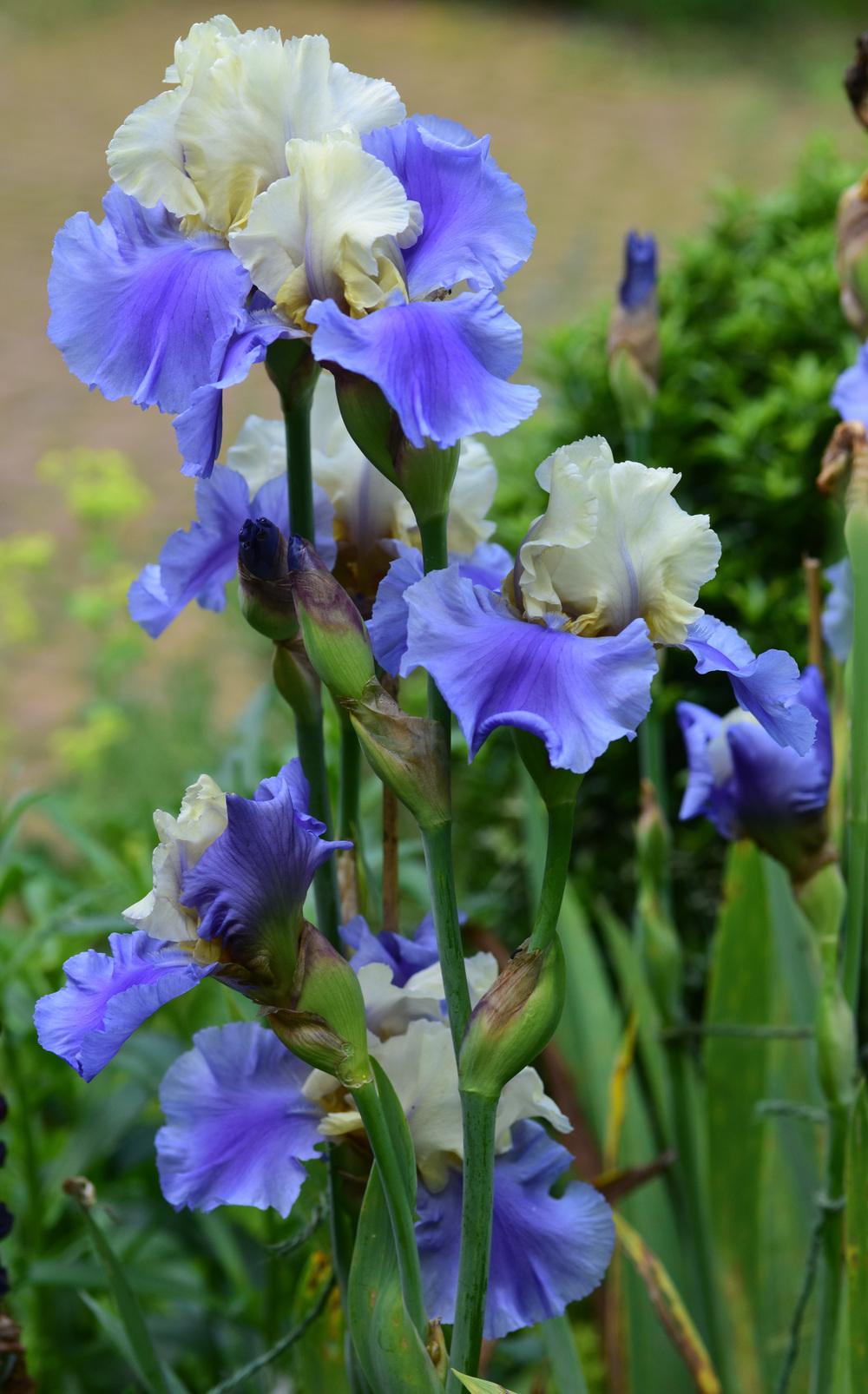 Photo of Tall Bearded Iris (Iris 'Haut les Voiles') uploaded by cliftoncat