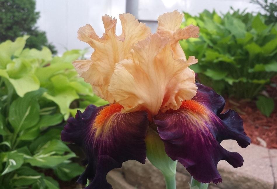 Photo of Tall Bearded Iris (Iris 'Original Art') uploaded by comgoddess