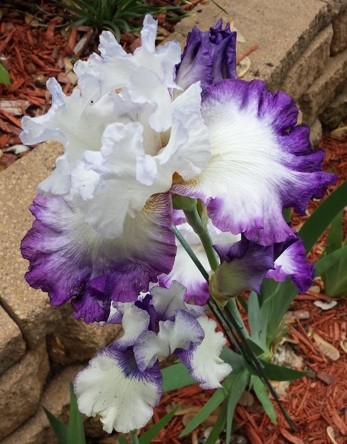Photo of Tall Bearded Iris (Iris 'Center Ice') uploaded by comgoddess