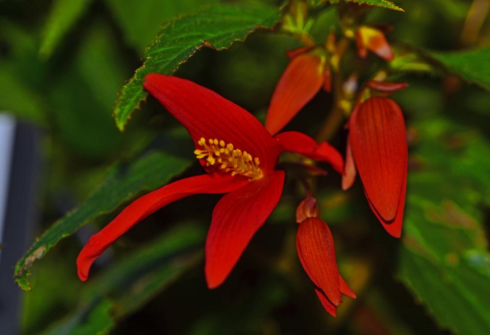 Photo of Begonia (Begonia boliviensis 'Santa Cruz Sunset') uploaded by dawiz1753