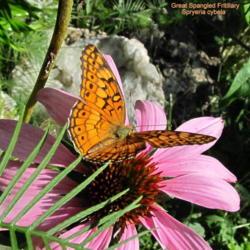 Location: central Illinois
Date: 2017-09-02
#pollination    Great Speckled Fritillary