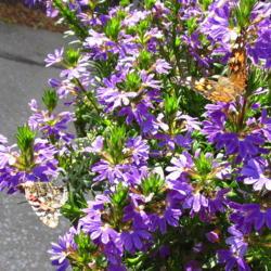 Location: central Illinois
Date: 2017-09-05
#pollination   Painted Ladies