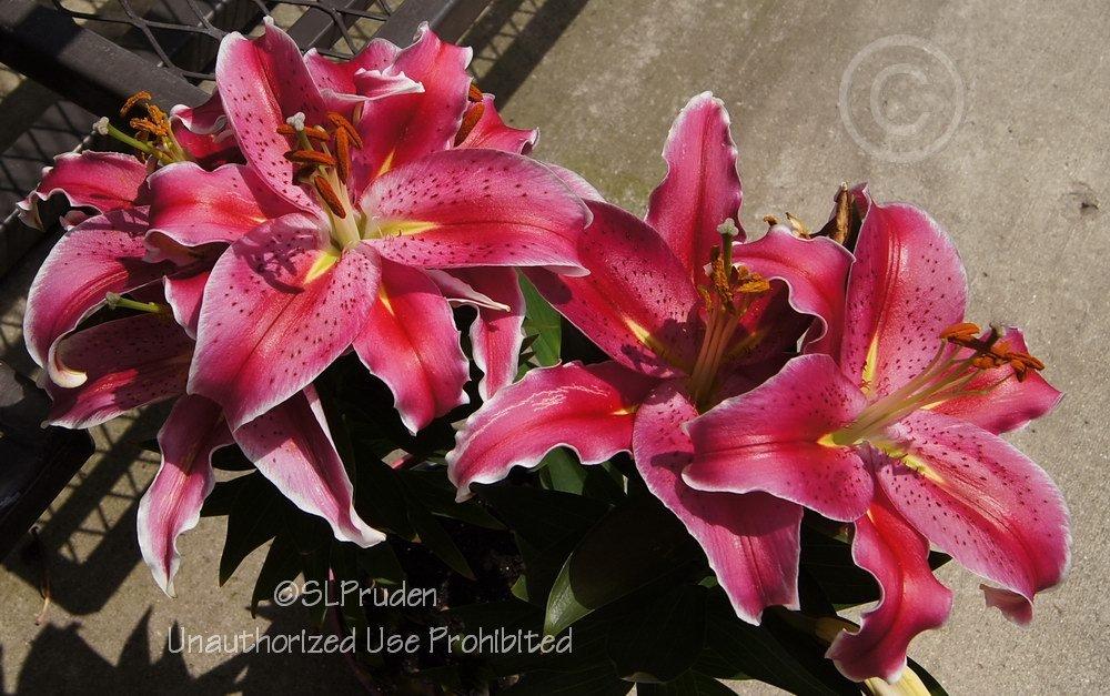 Photo of Lily (Lilium Lily Looks™ After Eight) uploaded by DaylilySLP