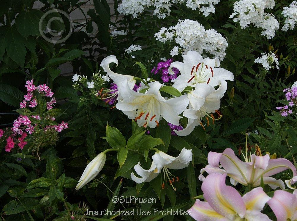 Photo of Oriental Lily (Lilium 'Casa Blanca') uploaded by DaylilySLP