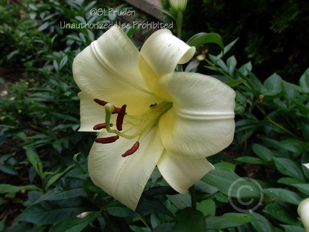 Photo of Lily (Lilium 'Boogie Woogie') uploaded by DaylilySLP