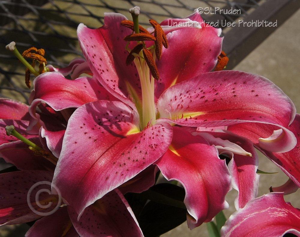 Photo of Lily (Lilium Lily Looks™ After Eight) uploaded by DaylilySLP