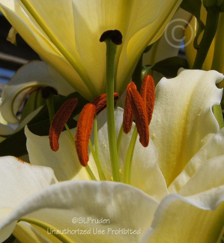 Photo of Lily (Lilium 'Cherbourg') uploaded by DaylilySLP