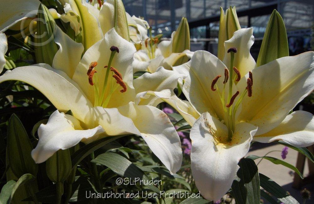 Photo of Lily (Lilium 'Cherbourg') uploaded by DaylilySLP