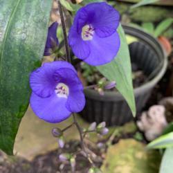 Location: My greenhouse, Florida
Date: 2019-06-23
Such a rich deep purple